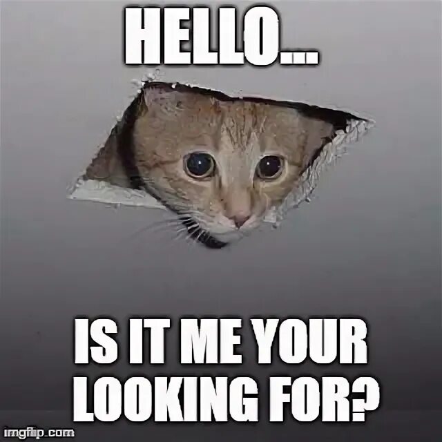 Hello meme. Котик Хеллоу. Привет it is Cat. Хеллоу кот Мем. Здравствуйте Мем кот.