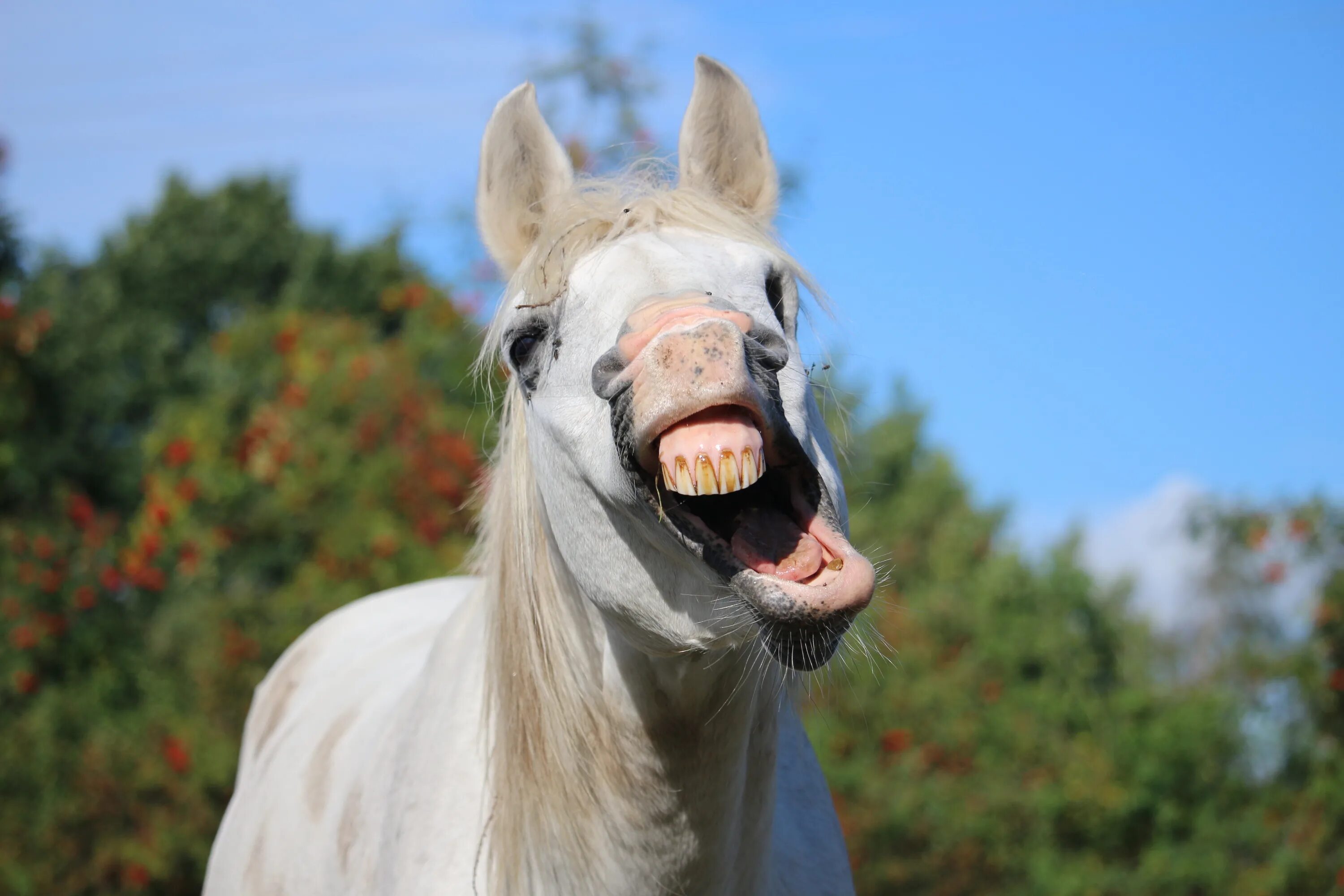 Коня жалко. Смешная лошадь. Конь ржет. Белая лошадь ржет. Смешная морда лошади.