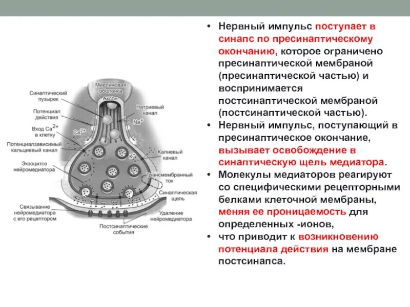 Синапс представляет собой. Рецепторы постсинаптической мембраны синапса. пресинаптическая часть двигательного нервного окончания. регуляция синапсов. строение синапса.