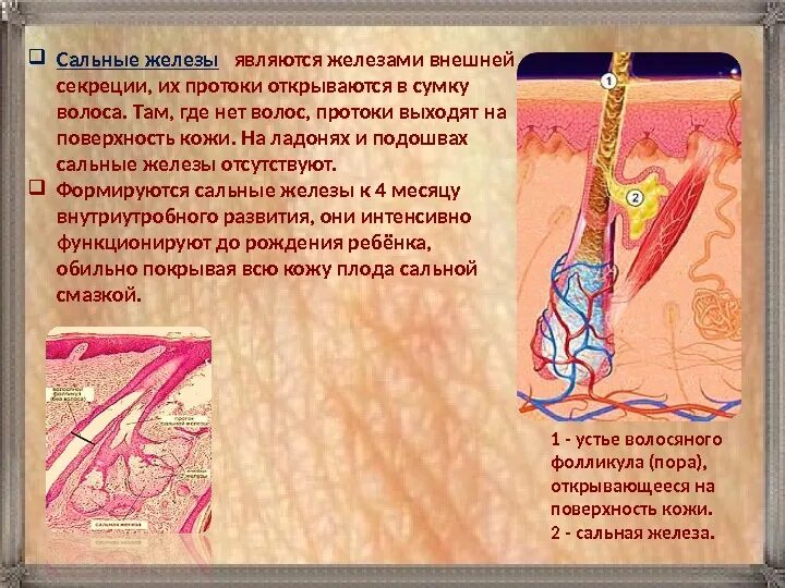 Какие функции сальных желез. Сальная железа является. сальные железы относятся к. сальные железы открываются.