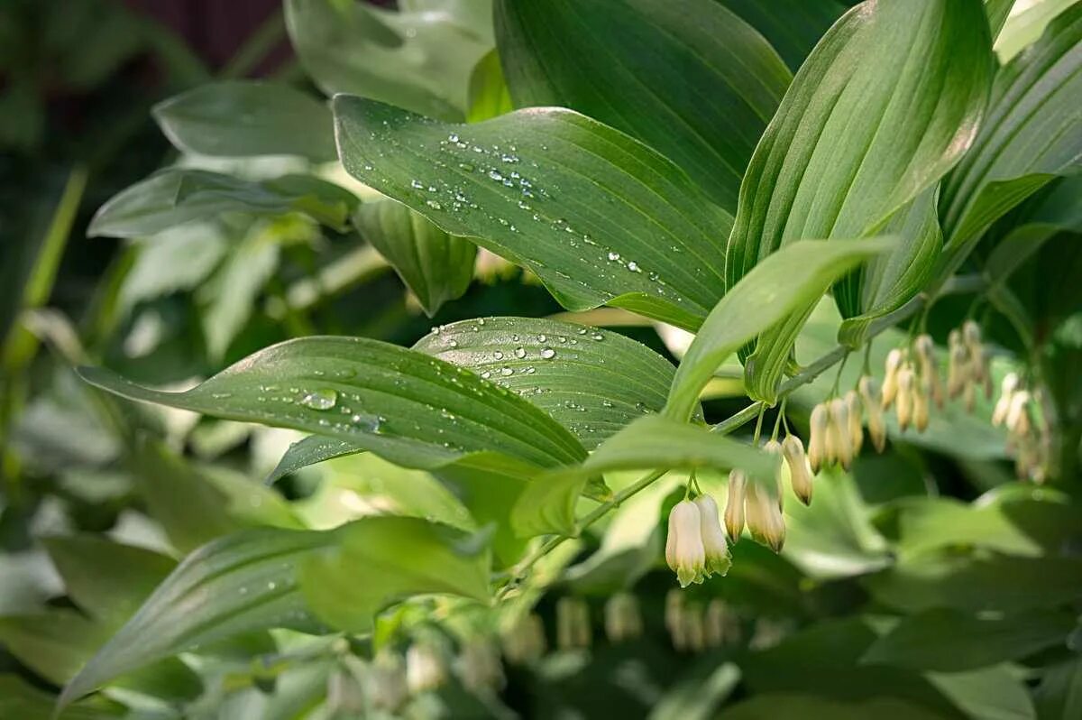 Купена. Купена. Купена мутовчатая. Купена многоцветковая – polygonatum. Купена многоцветковая.