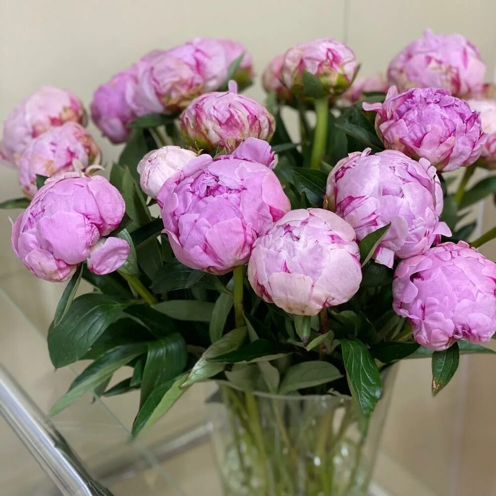 Пион жизель. Пион молочноцветковый "японская луна». Пион кёнинг вильгельмина. Сколько растут пионы. Срезанные пионы.