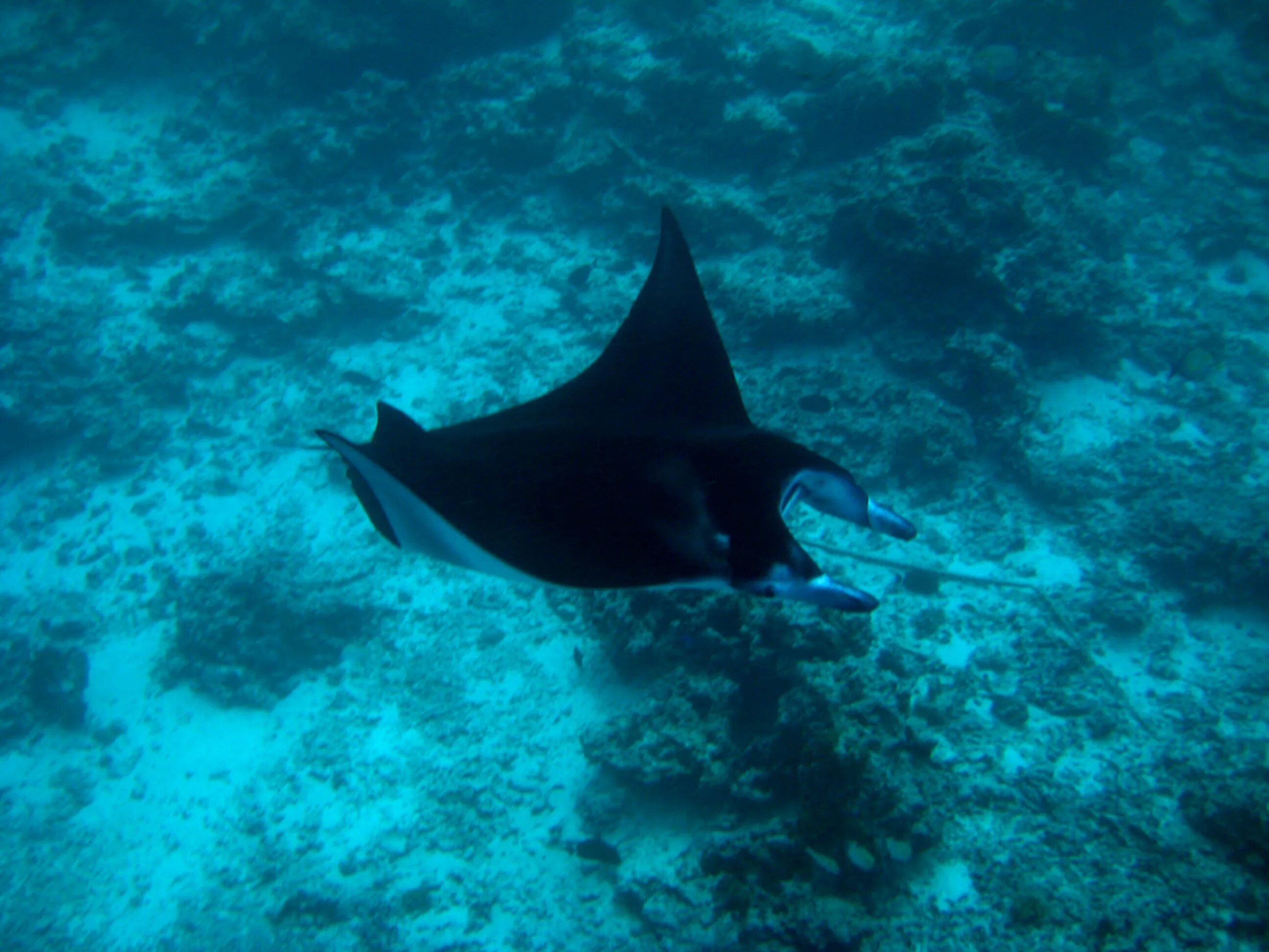 Манта под фирма. Под под манта. Манта против акулы. Манта египет. Манта 2 фото.