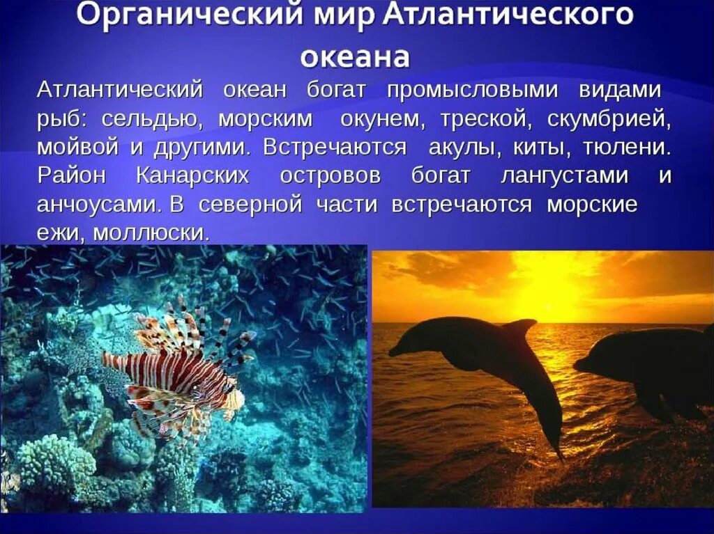 Жизнь в океане география 6 класс кратко. Органический мир Атлантического океана. Растительный и животный мир Атлантического океана. Атлантический океан интересные факты. Океанический мир Атлантического океана.