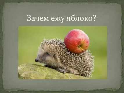 Зачем ежу