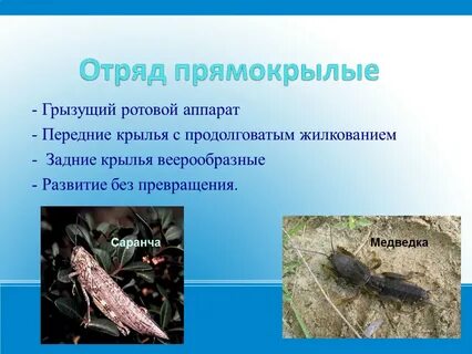 Тип прямокрылые