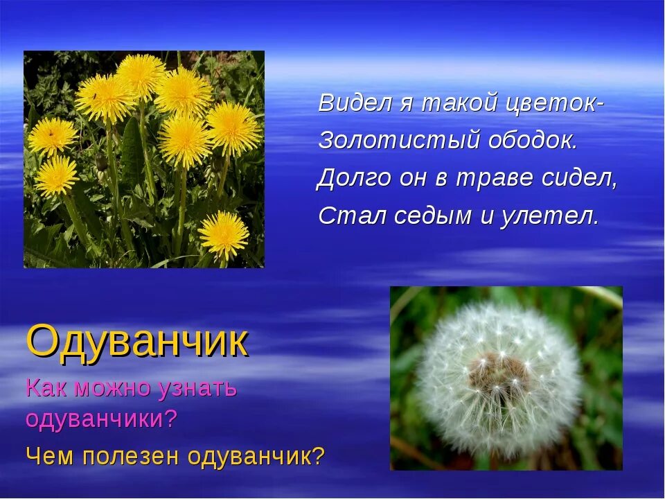 Чем полезен одуванчик. Одуванчик польза. Одуванчик для чего полезен человека. Чем полезен одуванчик для детей. Польза цветков одуванчика для здоровья