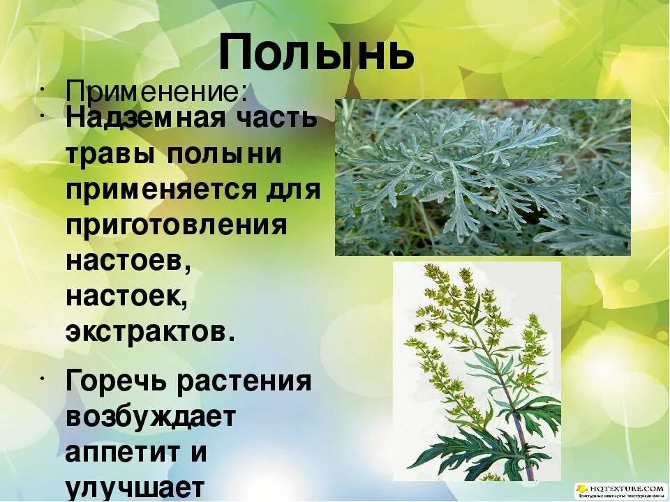 Полынь лечебная чернобыльник. Полынь двудомная полынь горькая. Полынь горькая (artemisia absinthium). Полынь обыкновенная чернобыльник серебристая. Полынь горькая (artemisia absinthium).