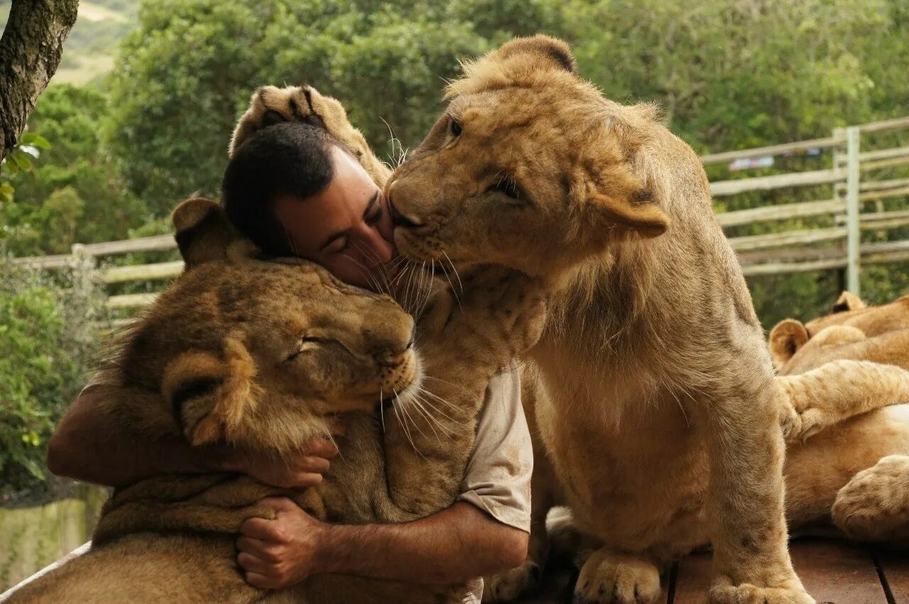 He love animals. Кевин Ричардсон Заклинатель Львов. Кевин Ричардсон и львы. Объятия животных. Дружба людей и животных.