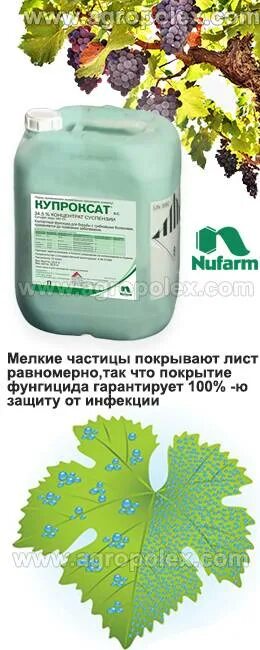 Купроксат фунгицид инструкция по применению. Препарат Купроксат для винограда. Фунгицид Купроксат КС. Купроксат фунгицид купить. Купроксат совместимость с другими препаратами.