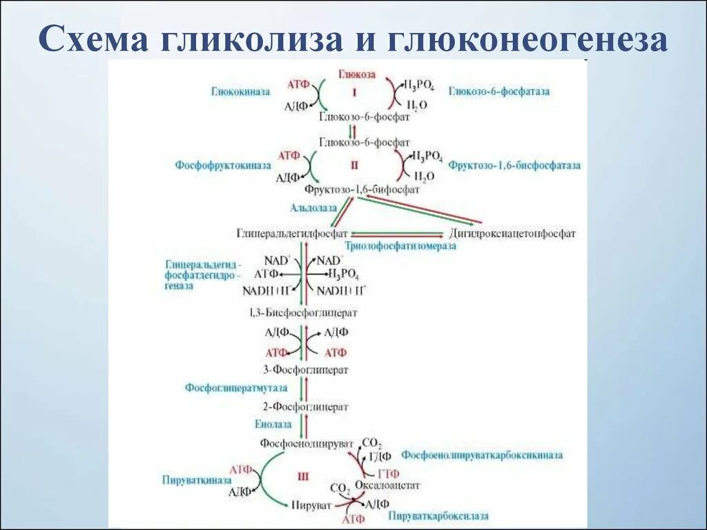 Превращение атф и синтез глюкозы