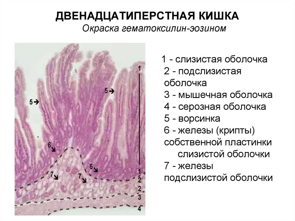 12 Ти перстная кишка гистология препарат. Строение 12 перстной кишки гистология. Препарат 12 перстная кишка кишка гистология. 12 Перстная кишка окраска гематоксилин эозин. Тонкая слизистая оболочка желудка