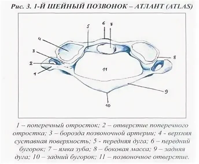 Атлант строение. Атлант атлас 1 шейный позвонок. первый шейный позвонок атлант строение. первый шейный позвонок атлант рисунок. верхняя суставная поверхность атланта.