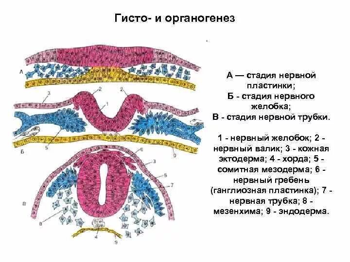 Из эктодермы развивается железы. Процесс гисто и органогенеза. стадии органогенеза. стадия гисто и органогенеза. нервная пластинка эктодермы.