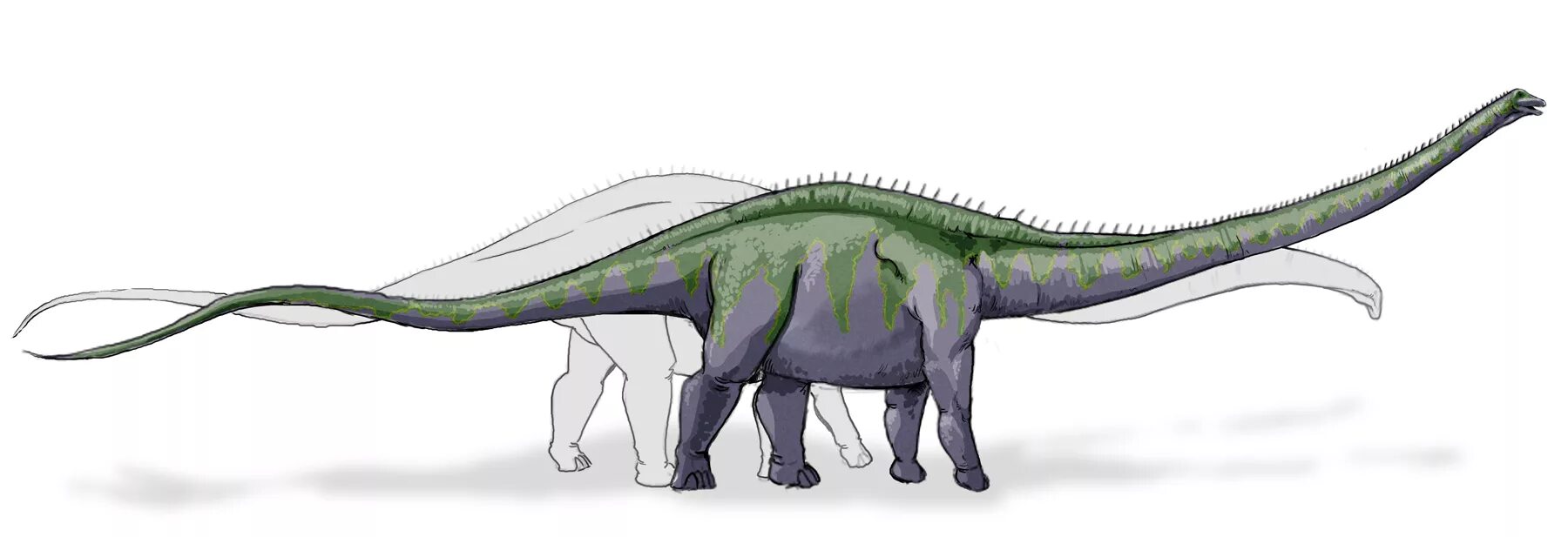 Суперзавр. Supersaurus vivianae. суперзавр динозавр. кнутохвостый суперзавр.