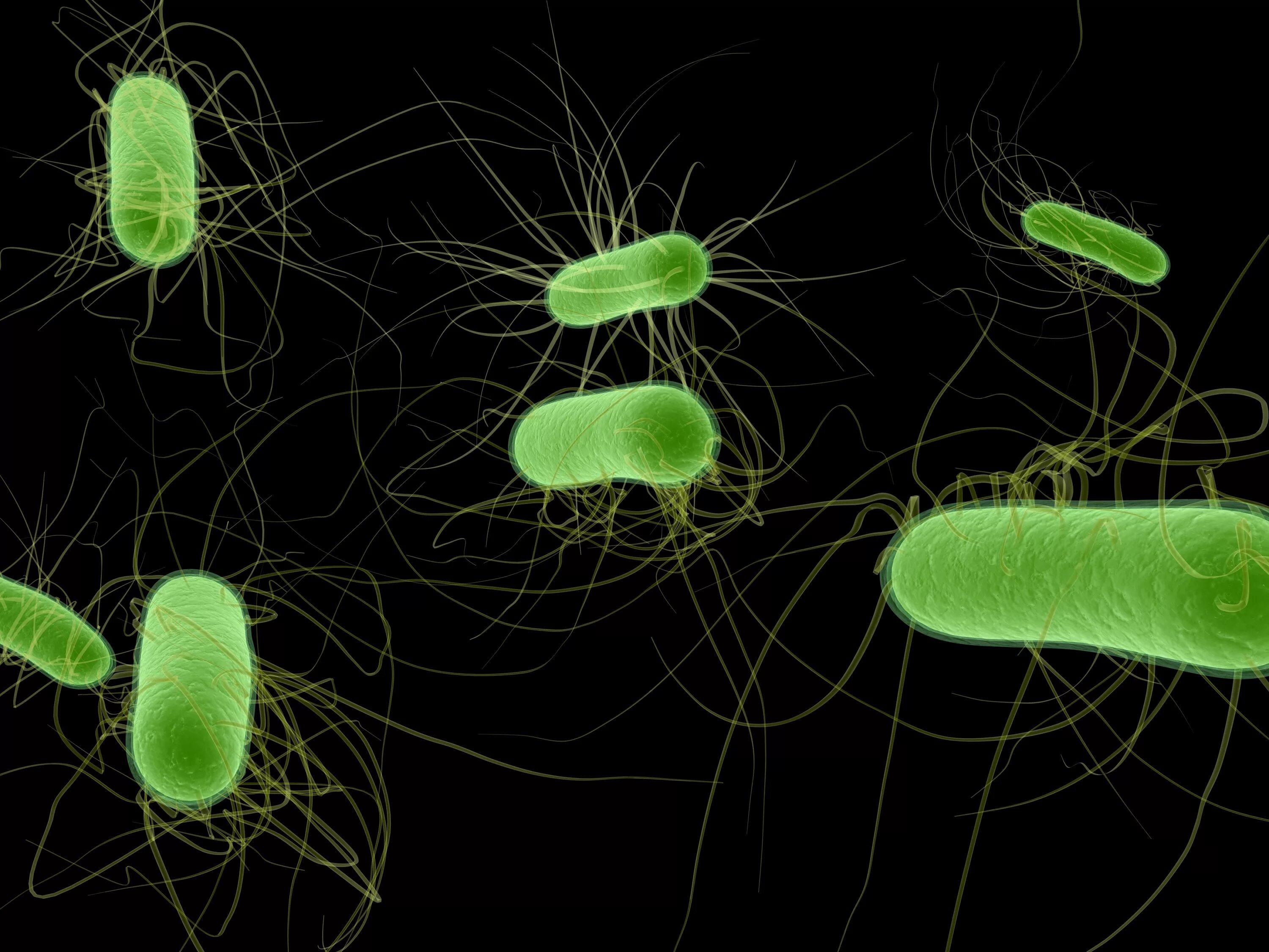 Coli sotwe. О микроорганизмы Escherichia coli. Кишечная палочка Escherichia coli. Escherichia coli жгутики. Кишечная палочка е coli.
