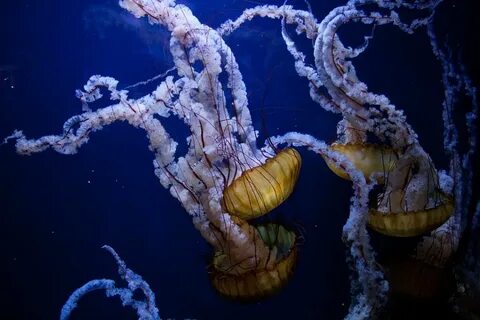 Морская биология