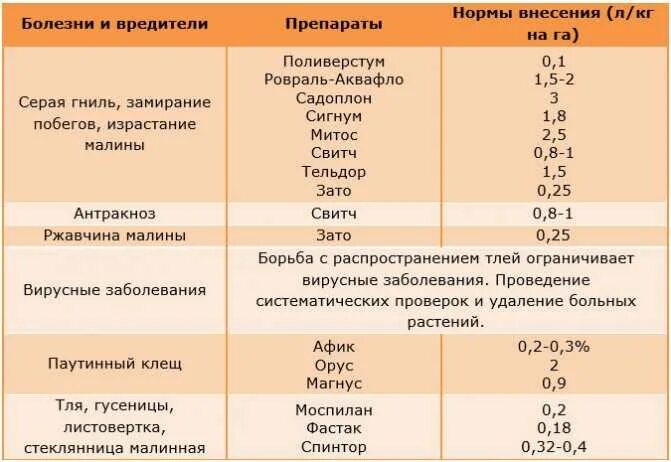 Чем обработать малину от вредителей и болезней. Схема обработки малины от вредителей и болезней. Защита малины от вредителей и болезней табличка. Чем обработать малину от вредителей весной.