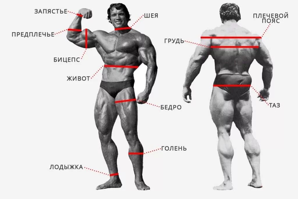 Размеры бицепсов таблица. Таблица идеальных пропорций джо вейдера. замеры тела в бодибилдинге. деальные пропорции мужского тел. замеры тела для бодибилдеров.