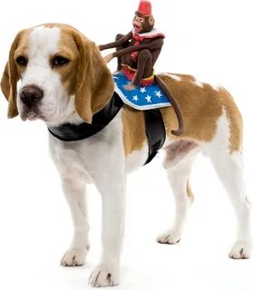 Dog rides