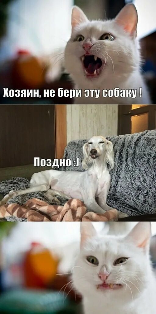 Прикольные картинки. Веселые животные с надписями. Какое нибудь прикольное. Прикольные картинки с надписями. Prikollar 2020.