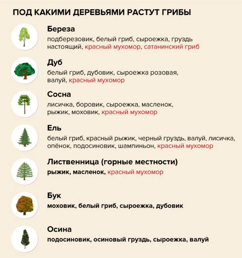 Какие выросши вы будете. Под какими деревьями растут грибы. Какие грибы под какими деревьями растут. Где растёт белый гриб под каким деревом. Под какими грибами растут грибы.