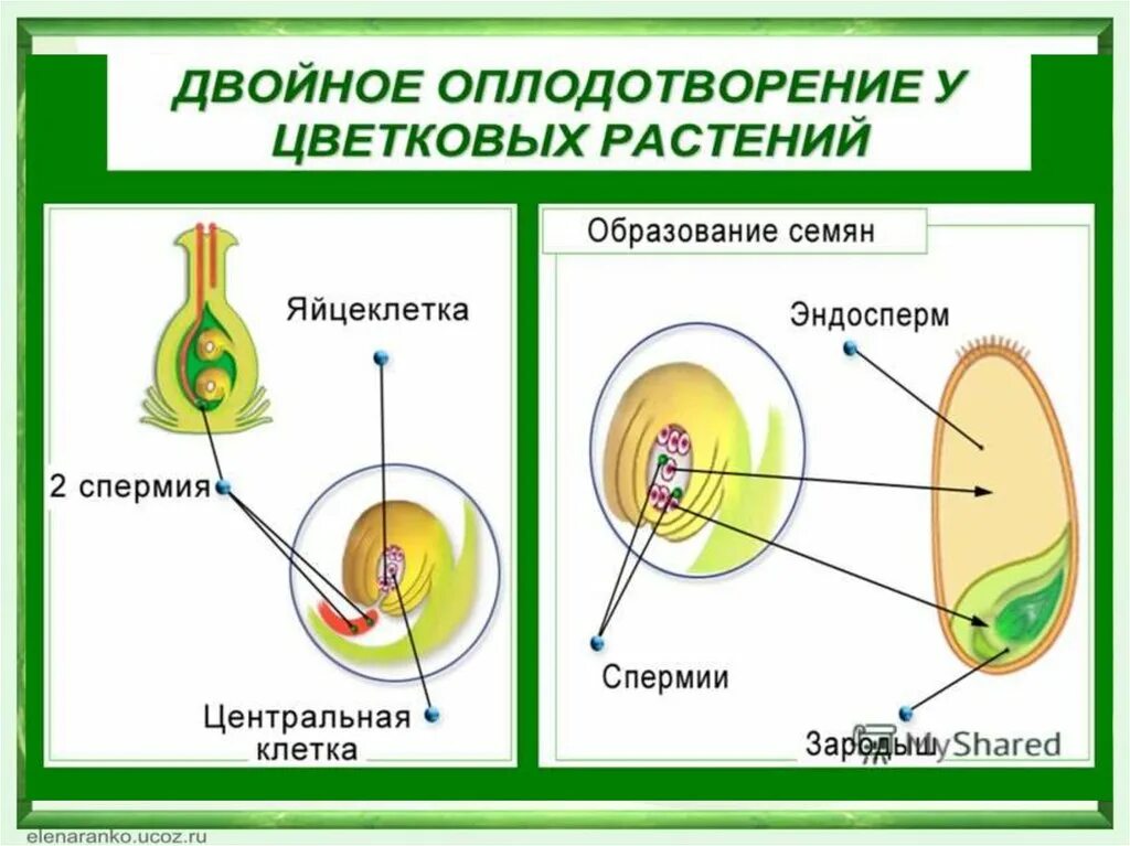 Двойное оплодотворение 6 класс. Двойное оплодотворение у цветковых растений. Схема двойного оплодотворения у растений. Схема двойного оплодотворения у цветковых растений.