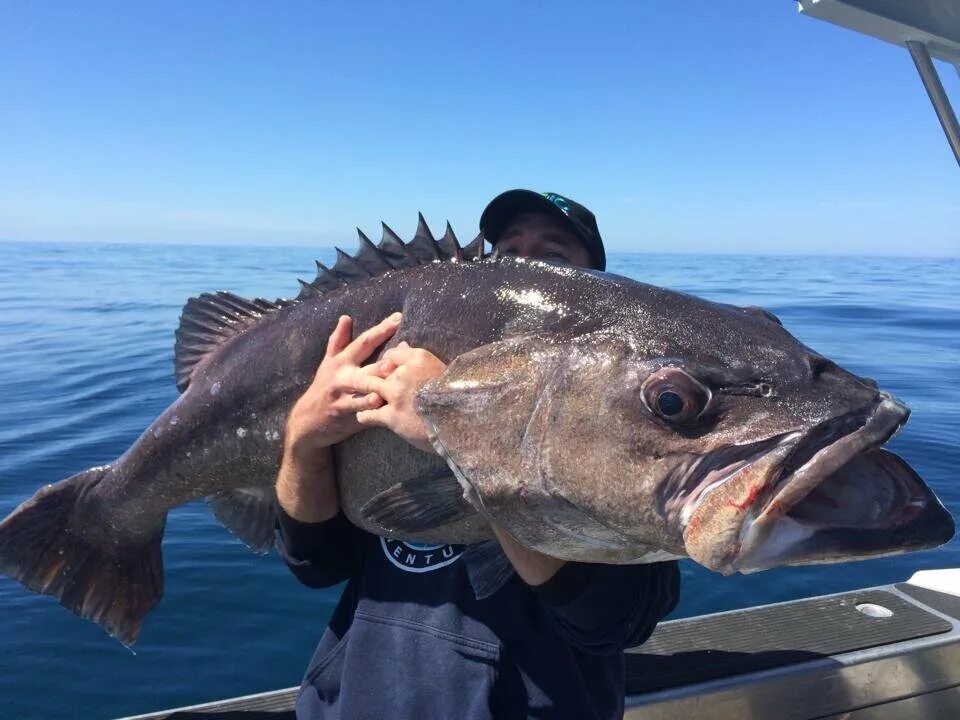 Групер рыба в черном море. Черноморская рыба группер. Морской окунь Баренцево море. Глубоководный окунь. Групер в крыму