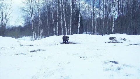 На полевой дороге мне попались навстречу две