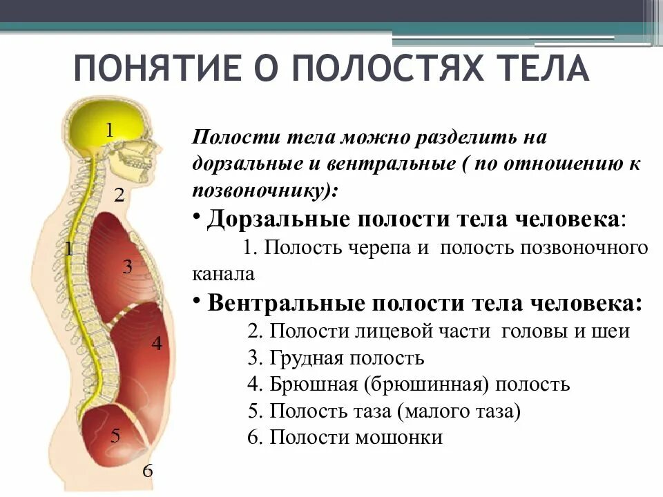 Полость тела функции. Полости тела человека. полости тела анатомия. полость тела понятие. части тела полости тела анатомия.