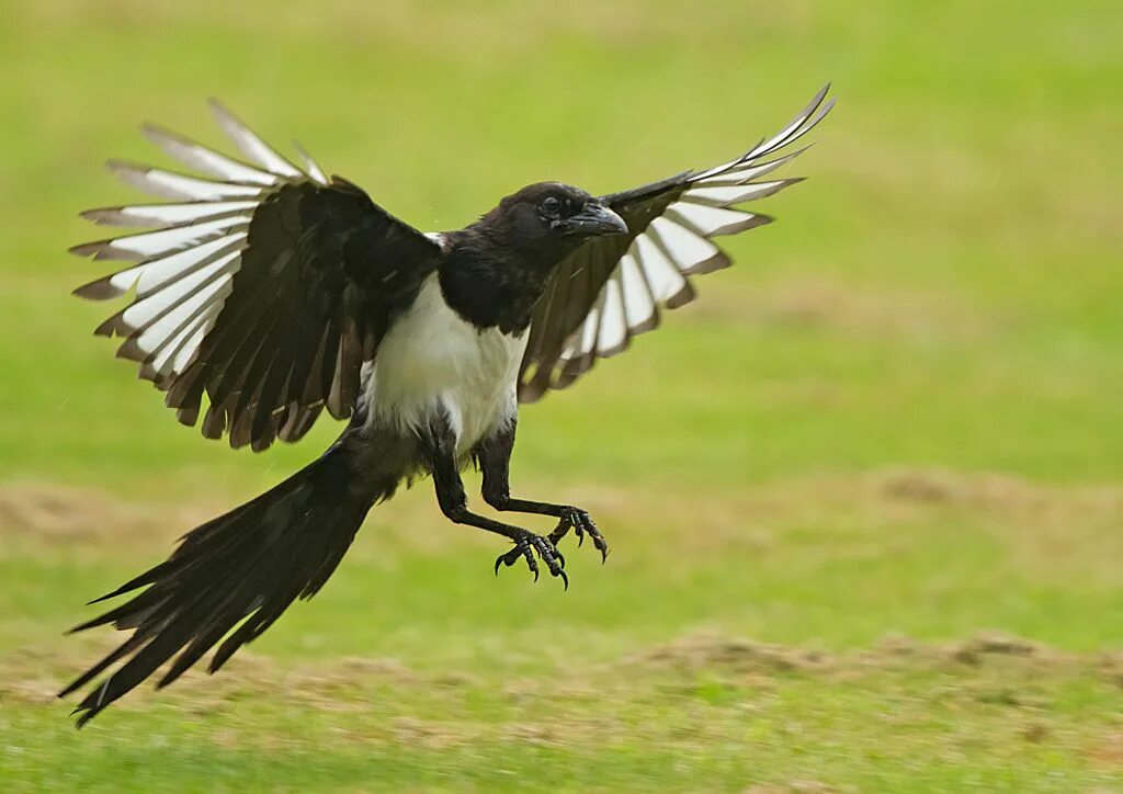 Хвост птицы. Птица с расправленными крыльями. Птица с разноцветными крыльями. Европейская сорока. Крылья сороки.