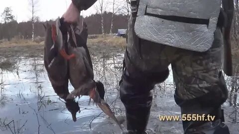Мы охотились на дикую утку