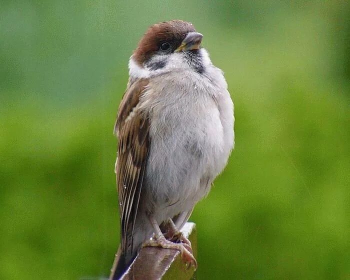 гордый воробей. воробей.