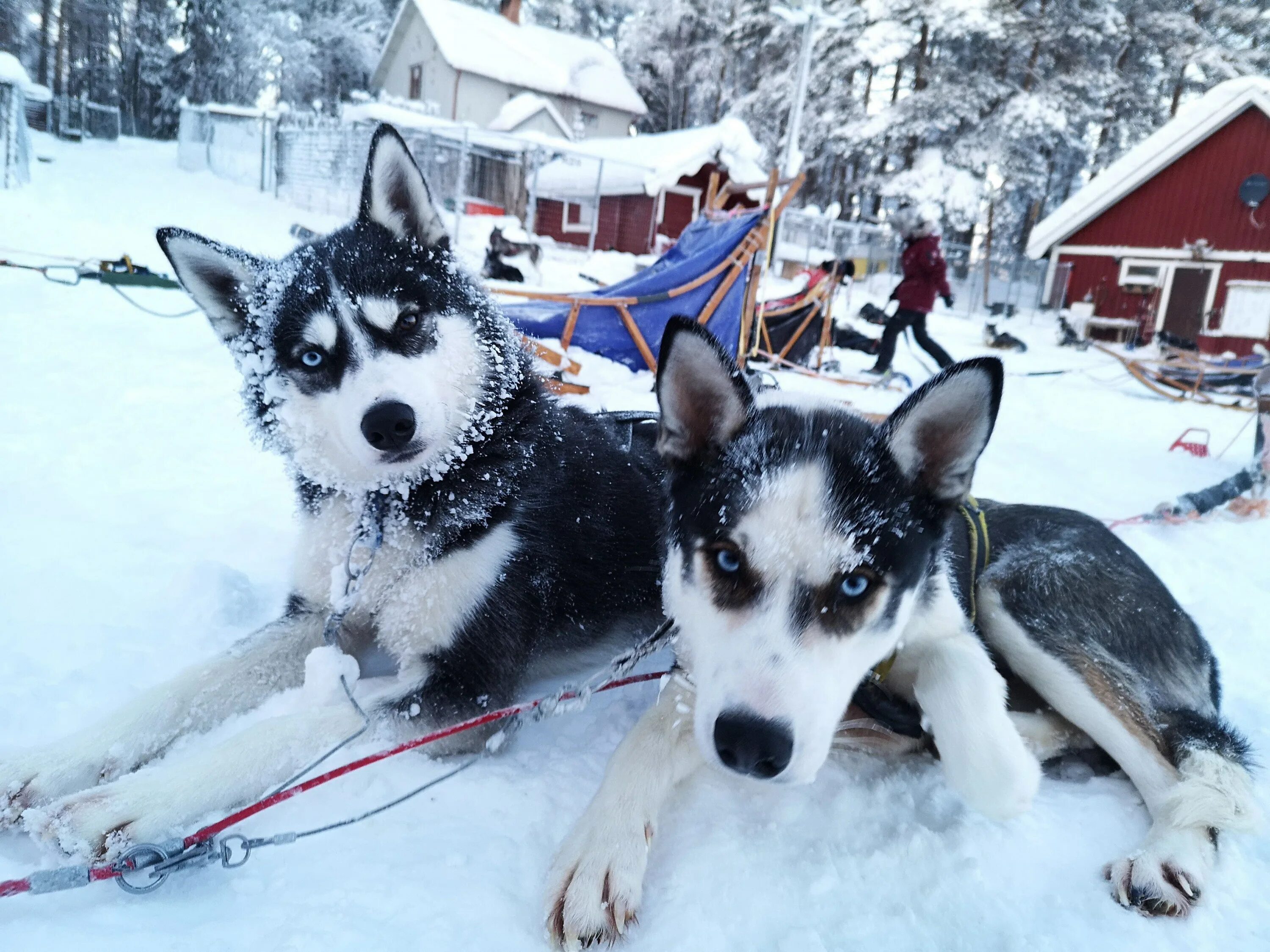 Покататься на собачьих упряжках в санкт-петербурге. Токсово катание на хаски. Катание на хаски подарочный сертификат. Хаски в сокольниках. Карельские ездовые хаски.