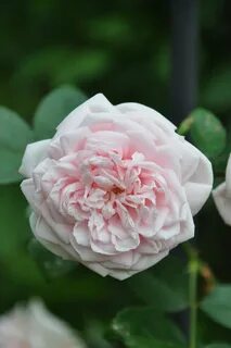 Roses awaken