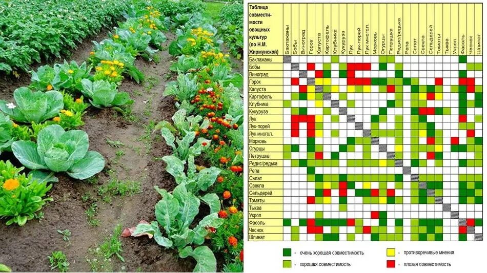 Соседство цветов. Смешанные грядки схемы посадки. Соседство артишок картофель. Сочетание растений на грядке. Совместные посадки овощей.