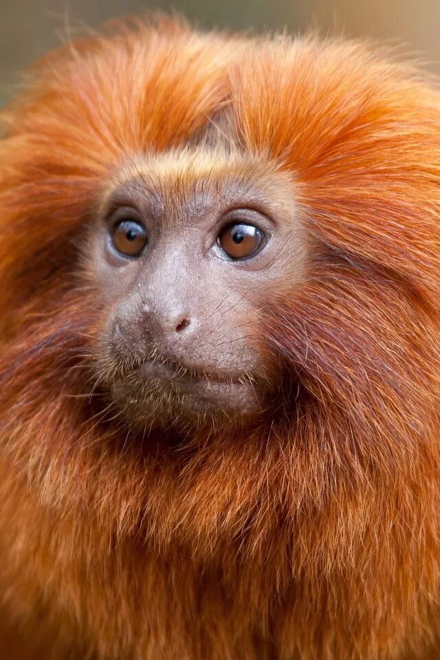 Monkey fur