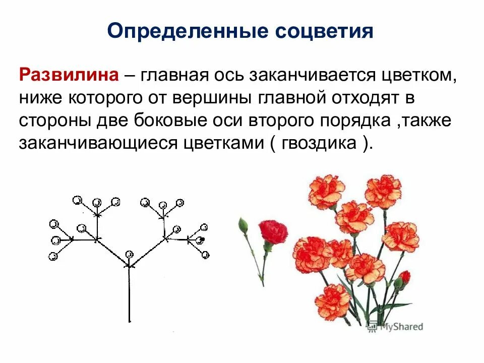 Определи вид цветка