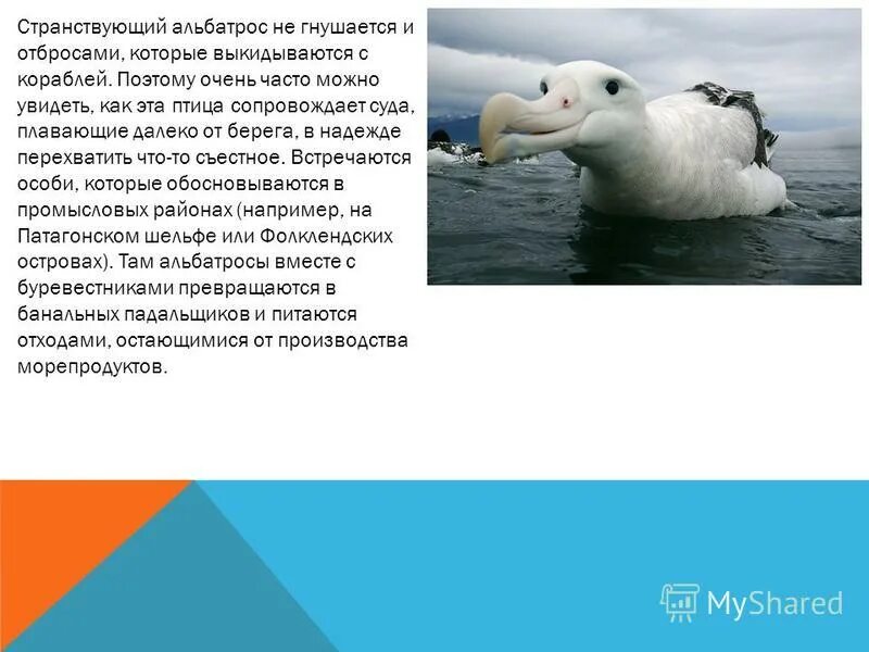 тема стихотворения альбатрос. тема стихотворения альбатрос. альбатрос стих шарль бодлер. шарль бодлер альбатрос. альбатрос бодлер.