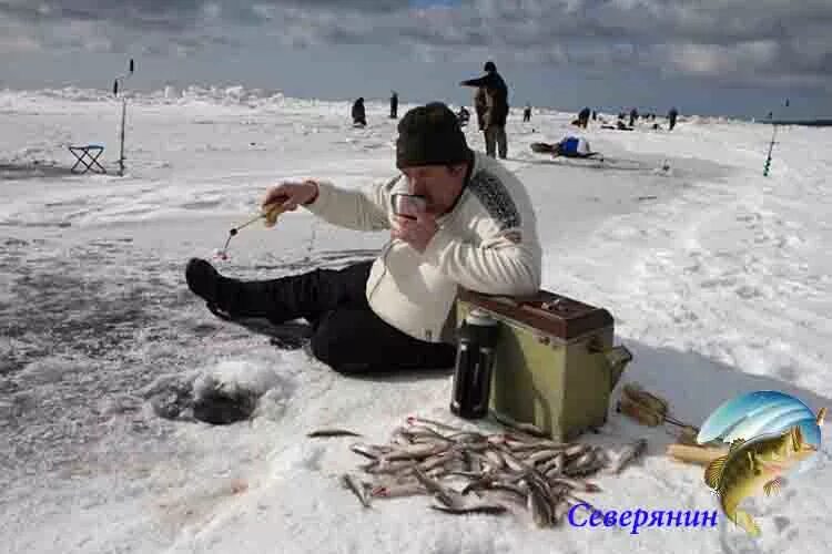 На что ловят корюшку. Ловля корюшки на финском заливе. Оснастка на корюшку для зимней рыбалки финский залив. Финский залив рыбаки корюшка. Рыбалка на корюшку на финском заливе.