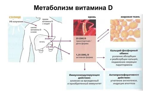 Витамин d кожа