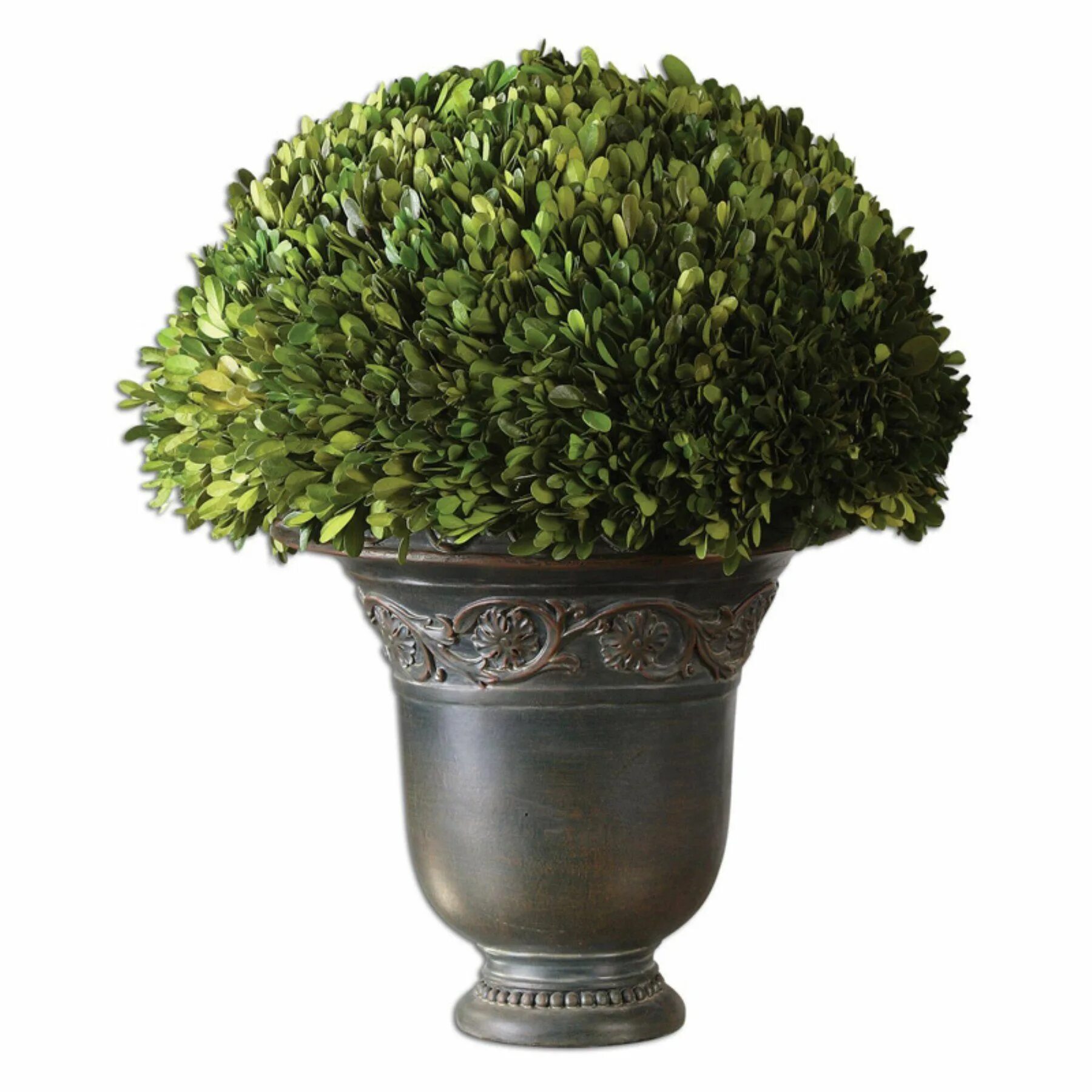 Buxus sempervirens, самшит обыкновенный. Самшит микс. Куст в горшке. Самшит вечнозеленый suffruticosa. Кусты в кадках.