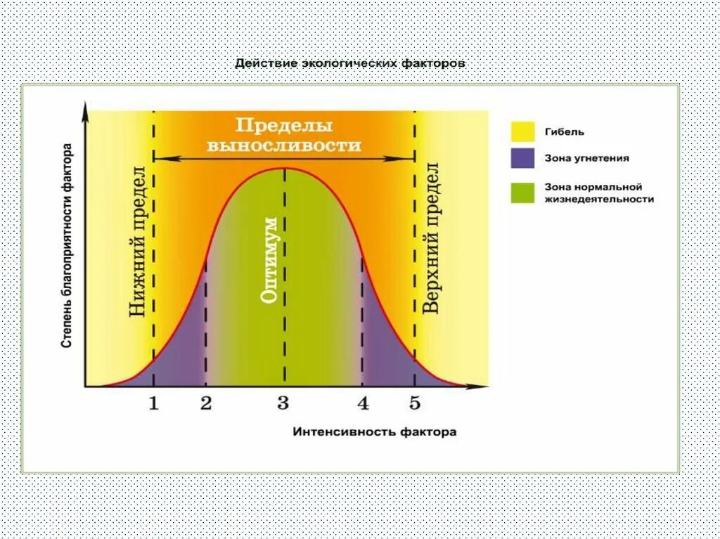 Адаптация организмов к действию экологических факторов. Экологические факторы. Формы адаптации организмов к экологическим факторам. Температура как экологический фактор.