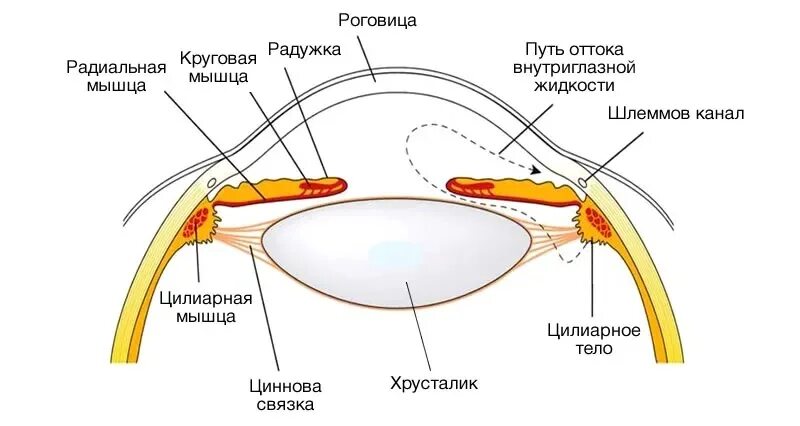 Мышца хрусталика цилиарная мышца. Анатомия хрусталика циннова связка. строение глаза циннова связка. ресничный поясок и связка хрусталика. цилиарная связка глаза.