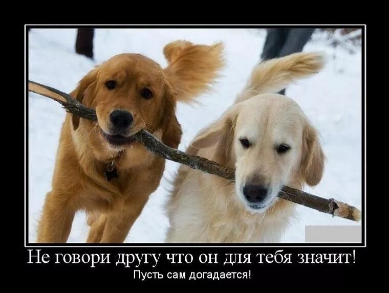 Говорящие друзья 2012. Самые говорящие друзья. Бен из тома. Talking tom. Джинджер outfit7.