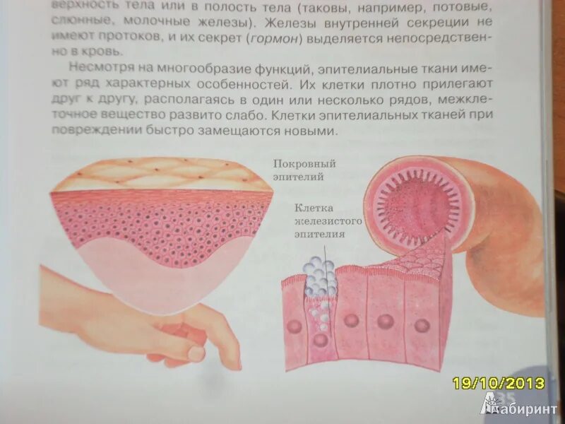 Эпителиальные ткани рисунок из учебника. 8 Класс биология учебник ткани. Учебник биологии 8 Сонин. Биология 8 класс эпителиальная. Биология 8 класс темы учебника