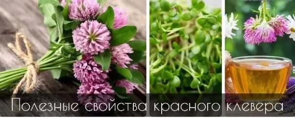 Как использовать клевер. Клевер луговой лекарственные свойства красный. клевер чай. клевер полезные свойства. клевер полезные свойства и противопоказания.