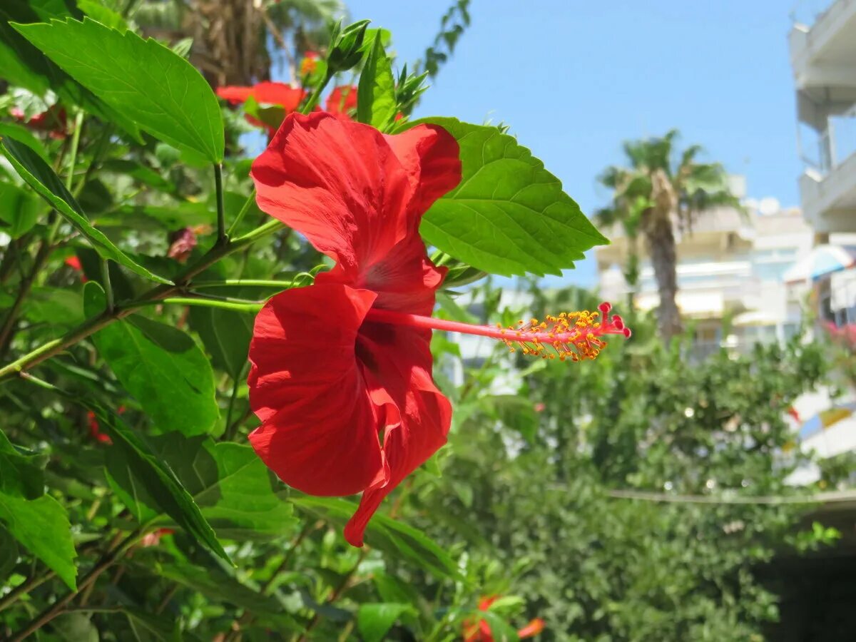 бугенвиллия абхазия пицунда. букет красных цветов. букет невесты анемоны красный. красный букет турецкий. свадебный букет красный.