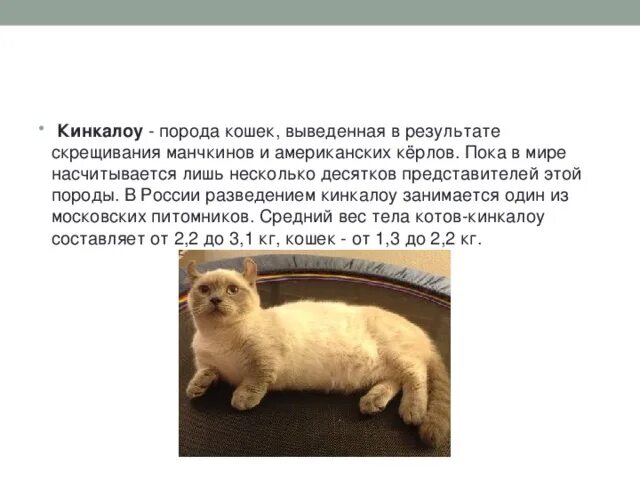 Как выводились кошки