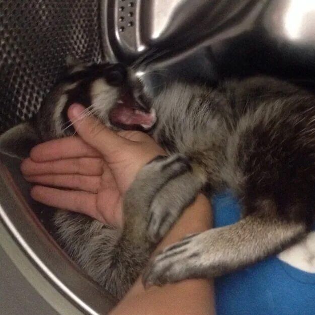 енот домашний. минусы домашнего енота. дом енотов. енот в доме минусы. минусы домашнего енота.